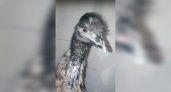 Страусу-беглецу из Коми дали имя