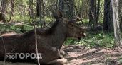 В Коми главу поселения и его приятеля обвиняют в незаконной охоте на лося