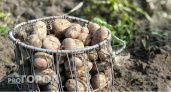 В Коми в этом году собрано меньше картофеля и овощей