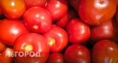 2 ведра с куста: этот сорт томатов бьет все рекорды урожайности – плодоносит даже в Сибири