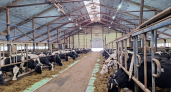 В Коми запустят еще одну роботизированную ферму