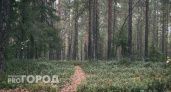 В Корткеросском районе Коми приведут в порядок лесосеки за счет республиканского бюджета 