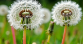 Злостный сорняк: как искоренить одуванчики, оккупировавшие дачный участок — это проще простого