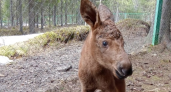 На лосеферме в заповеднике Коми родился малыш Колёк