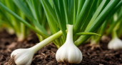Чеснок в мае молит о помощи: три простых подкормки для богатого урожая