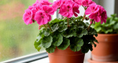 Всего одну крошку в горшок — и бутоны герани лезут даже на молодых черенках, а листва не пожелтеет