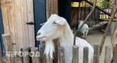 В Коми козы уничтожили труд Союза женщин