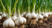 Как не угробить урожай чеснока: вот что я делаю после удаления стрелок — советы ушлых огородников