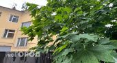 В мэрии Сыктывкара делают ставку на два вида деревьев для озеленения города