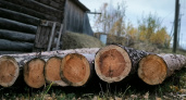 В Коми вырос экспорт лесопродукции в Азию и Африку