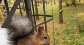 В Сыктывкаре белки придумали схему «халявного» пропитания