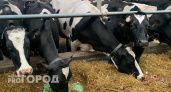 В одном из районов Коми проект по развитию мясного животноводства получил господдержку