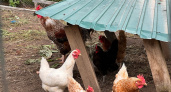 Какие странные вещи начинают творить куры, если их лишить петуха