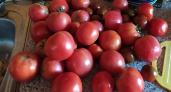 Дачники уже вовсю раскупают этот сорт томата: в чем секрет необычных черри