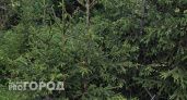 Власти Республики Коми определили расценки на ели к новогодним праздникам