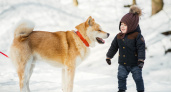 Идеальное время прогулок с собакой зимой - ветеринары назвали точное время