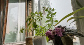 Цветы-вампиры: 10 ядовитых комнатных растений, которые запрещено держать в доме