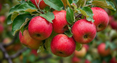 Три растения, которые нужно посадить под яблоней для хорошего урожая