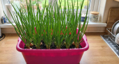 Без воды и запаха: так сейчас сеют лук на перо — изумрудная зелень за 14 дней прямо с подоконника