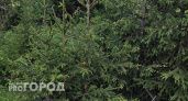 В Коми за период новогодних каникул не выявили незаконных рубок новогодних елей 