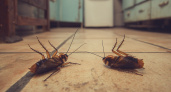 Тараканы не ждут подобной подлости: «усачи» сложат лапки, останется лишь смести щеткой. Простой народный метод
