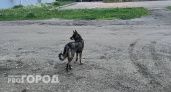 В Сыктывкаре сорвался аукцион на отлов бездомных собак из-за отсутствия заявок