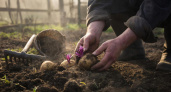 Теперь сажаю картофель "наоборот" - белорусский метод, который повышает урожай в сотни раз