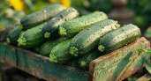 Урожай кабачков на 40-й день: 5 сортов, которые не подведут в любое лето