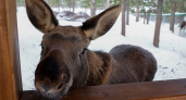 В Коми дадут новое дыхание первой в мире лосиной ферме
