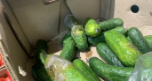 В Коми зафиксировали снижение цен на огурцы