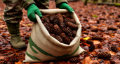 В апреле шишки и желуди из леса тащу на участок мешками — не нарадуюсь своей смекалке: бесценная польза для дачников