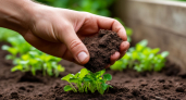 Почему навоз — это уже прошлый век? Альтернатива, о которой мало говорят