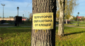 В Роспотребнадзоре Коми рассказали, как правильно удалить клеща 