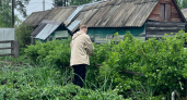 Как я прививаю плодовые деревья в мае — так просто, что даже у новичков черенки приживаются: совет агронома