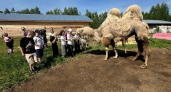 Школьники из Сыктывкара освоили уход за сельскими животными