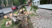 Стало известно, кто следит за вырубкой деревьев в Сыктывкаре