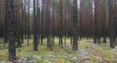 В Коми леса занимают почти три четверти территории