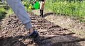 Лопату в руки беру редко, грядки никогда не копаю, а земля как пух: вот что я делаю