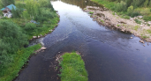 Учёные Коми обнаружили два новых вида водорослей, один из которых пригоден для биотоплива и лекарств