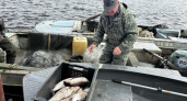 В водоёмах Коми обитает 52 вида рыб