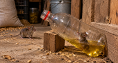 Пластиковые бутылки не выбрасываю: осенью наливаю масло и ставлю у стены — ночью мыши сами лезут в ловушку