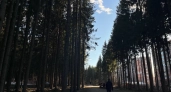 Endangered Siberian Salamanders Perishing in Belichy Park: Syktyvkar Residents Seek Ways to Save a Unique Population