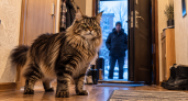 Кошка вместо сигнализации: 4 породы с «собачьими» повадками, которые постоянно контролируют дом