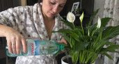 Лью стакан минералки в спатифиллум — и «женское счастье» оживает на глазах: листья крепче, бутоны не заставляют себя ждать