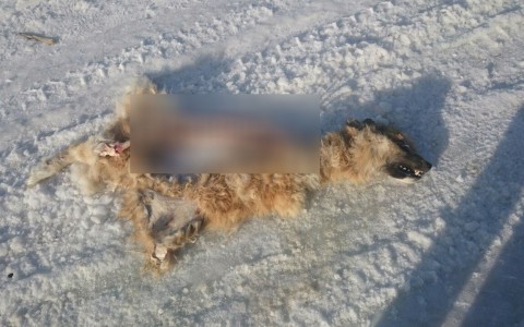 Под Сыктывкаром волки загрызли и обглодали собаку (фото 16+)