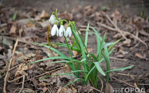 Погода в Сыктывкаре на 2 мая: без осадков