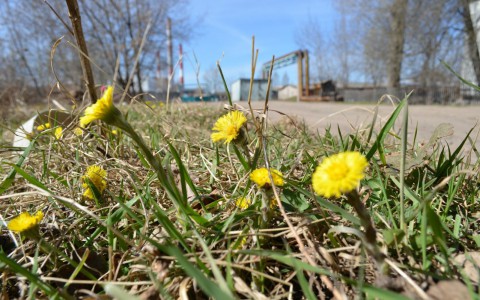 Погода на 15 мая в Сыктывкаре: +15 °C и без осадков