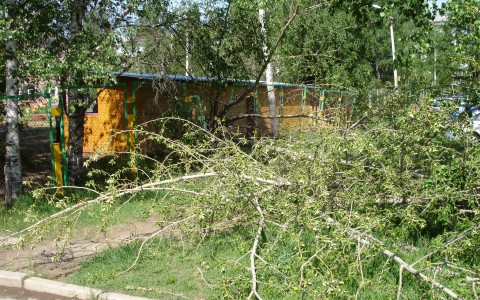 «Народный контроль»: когда обрежут деревья во дворе дома Карла Маркса, 180?