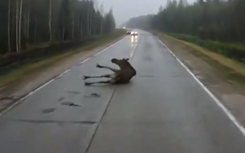На трассе в Коми лось врезался в машину