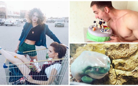 Сыктывкарское утро 6 июня в Instagram: мода в продуктовой тележке, торт для спортсмена и жаба (фото)